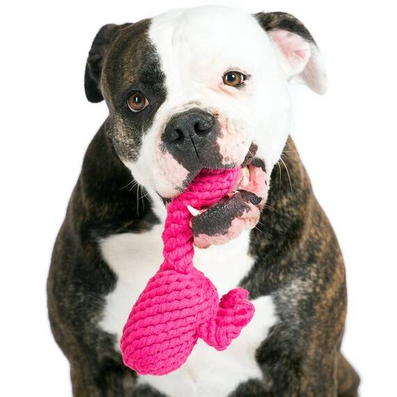 Hundespielzeug Franzi Flamingo von Laboni®