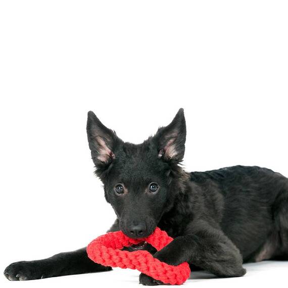 Hundespielzeug Hertha Heart von Laboni®