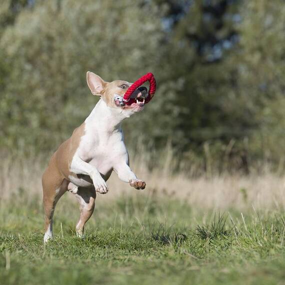 Hundespielzeug Hertha Heart von Laboni®