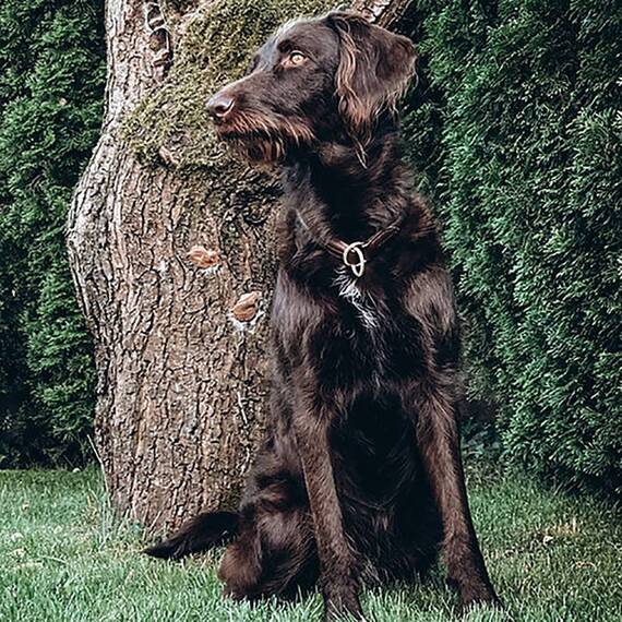 Zugstopp-Halsband aus Leder Student • coffee