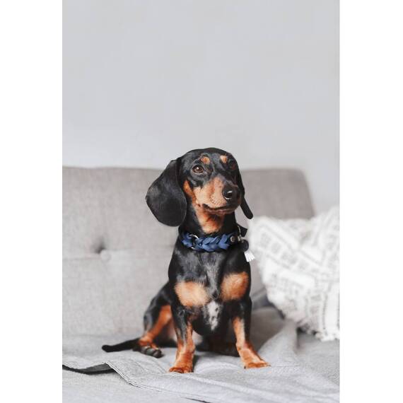 Halsband PALMA aus Fettleder, konfigurierbar