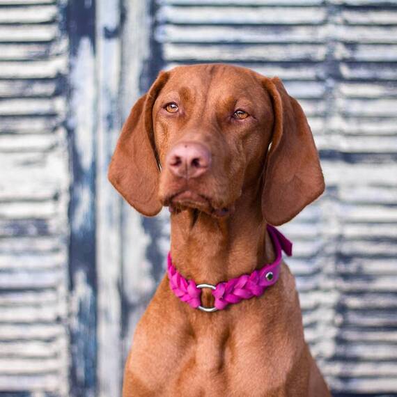 Halsband PALMA aus Fettleder, konfigurierbar