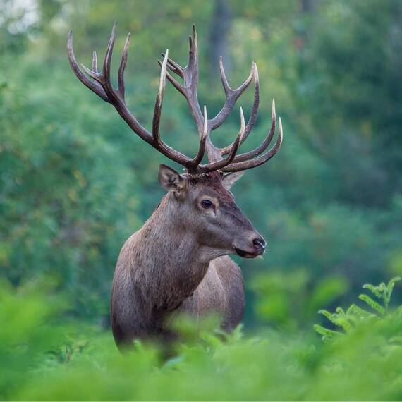 naftie Hirschgeweih Geweihstück für Hunde, ganz