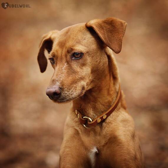 Markenhalsband aus Fettleder, Farben frei wählbar