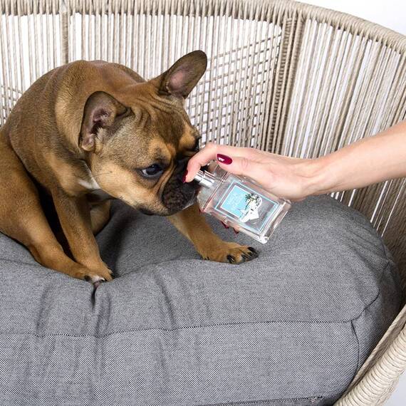 Geruchsneutralisierer Walk At The Seaside • Raumduft