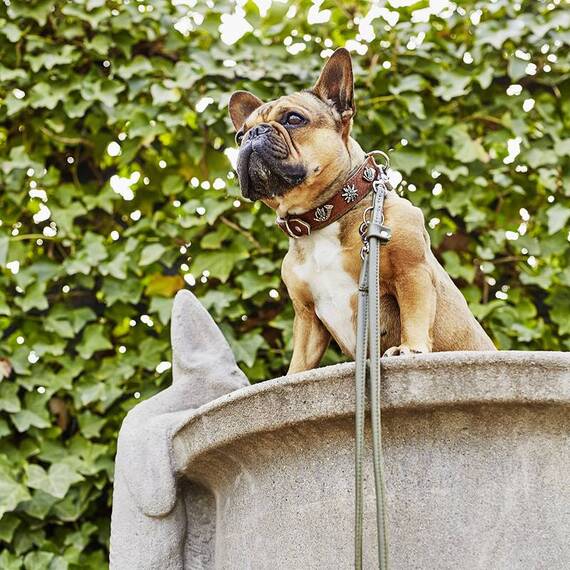 Gepolstertes Halsband mit Kuhfell und Leine BAVARIA • Set