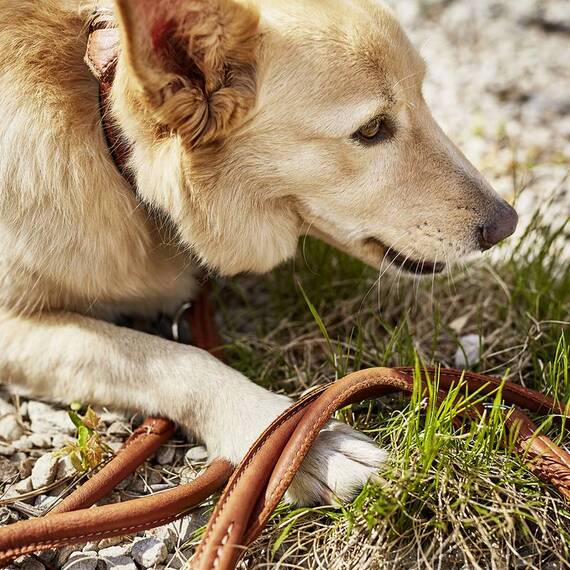 Leder Hundeleine rundgenäht AMICI Cognac • 2m • dreifach verstellbar