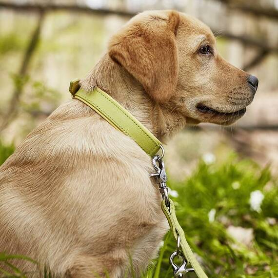 Leder Hundeleine rundgenäht AMICI Lemon • 2m • dreifach verstellbar