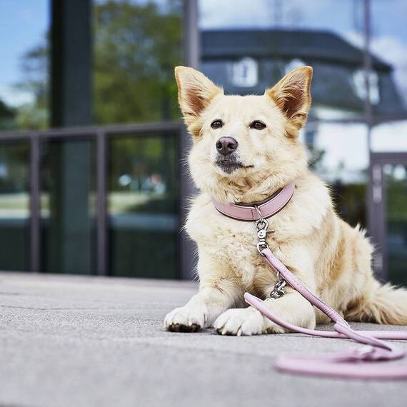 Leder Hundeleine rundgenäht AMICI Rose • 2m • dreifach verstellbar