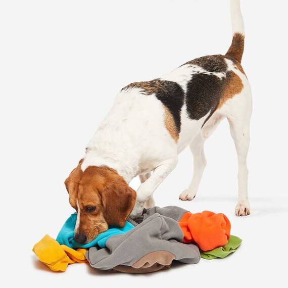 Intelligenzspielzeug für den Hund SNIFFMASTER • Knauder's Best