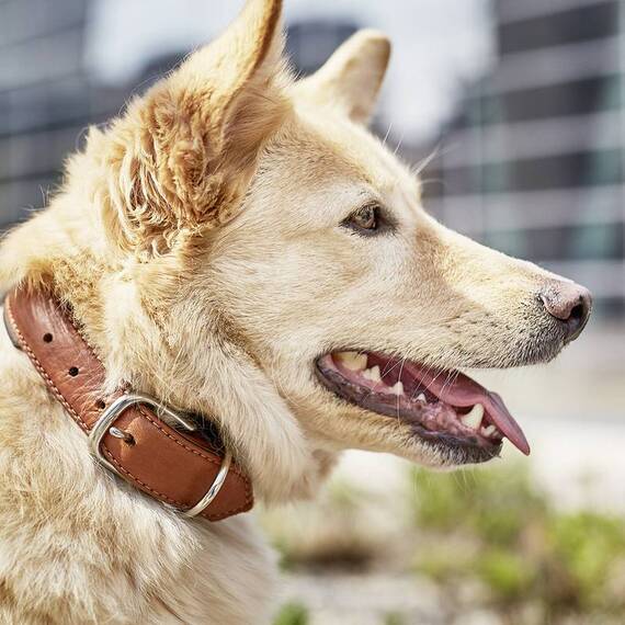 Hundehalsband aus Leder AMICI Cognac • gepolstert