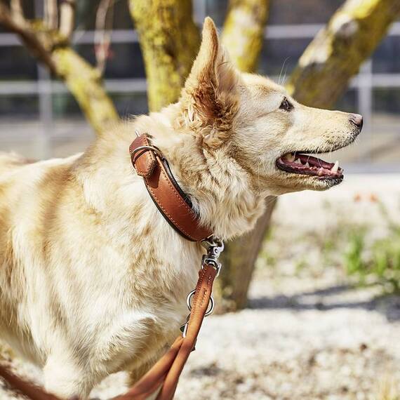 Hundehalsband aus Leder AMICI Cognac • gepolstert