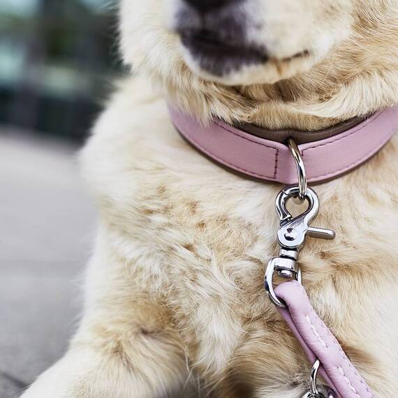 Hundehalsband aus Leder AMICI Rose • gepolstert