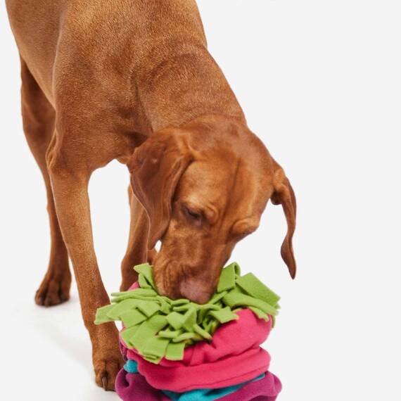 Mini Schnüffelspielzeug für den Hund SNIFFROLL bunt • Knauder's Best