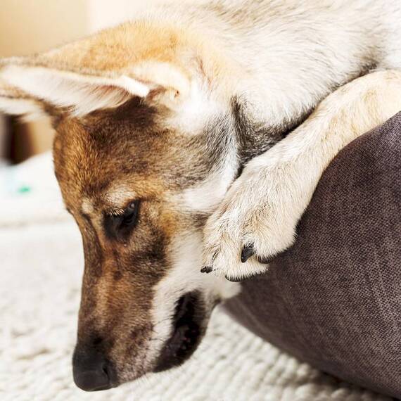 Orthopädisches Hundebett Samt GRAPHIT • GLAM