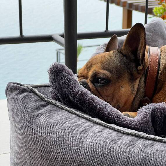 Orthopädisches Hundebett Samt GRAPHIT • GLAM