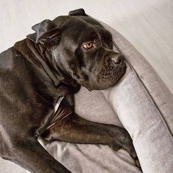 Orthopädisches Hundebett Samt SILVER • GLAM