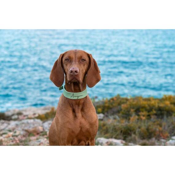 Namenshalsband aus Fettleder, Farben frei wählbar
