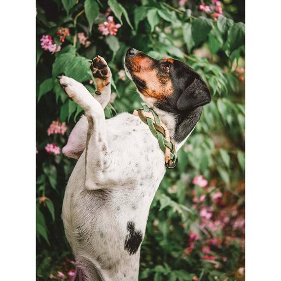 Hundehalsband aus Korkleder geflochten • vegan • Pedro "Frühling"