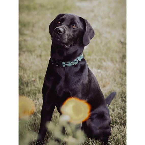 Hundehalsband aus Korkleder geflochten • vegan • Pedro petrol