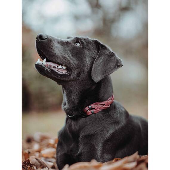 Hundehalsband aus Korkleder geflochten • vegan • Pedro magenta