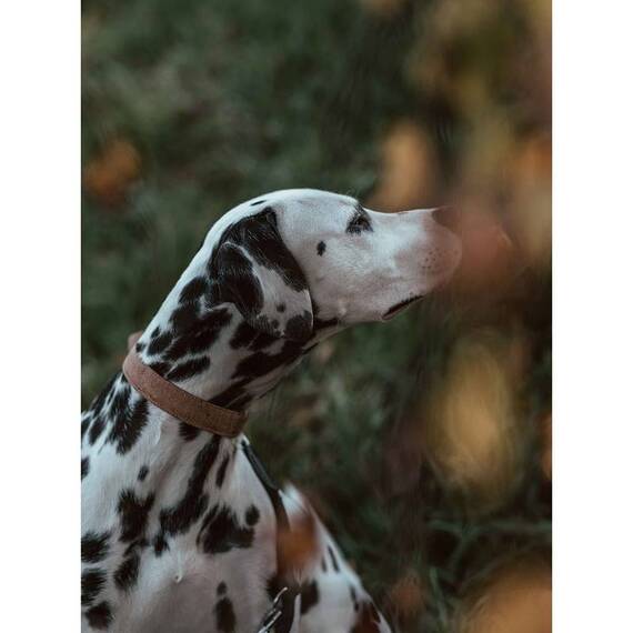 Halsband aus Korkleder, verstellbar • João Shine Bright