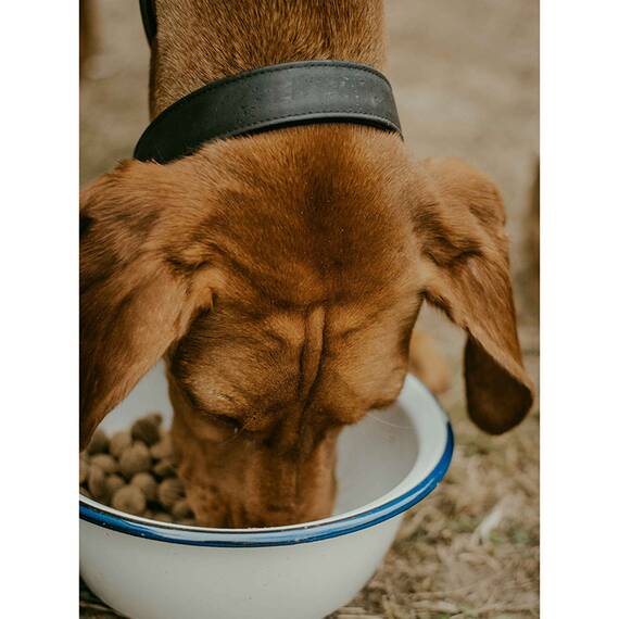 Halsband aus Korkleder, verstellbar • João All Black • schwarz