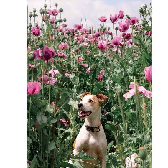 Hundehalsband aus Kork • vegan • Luís natur