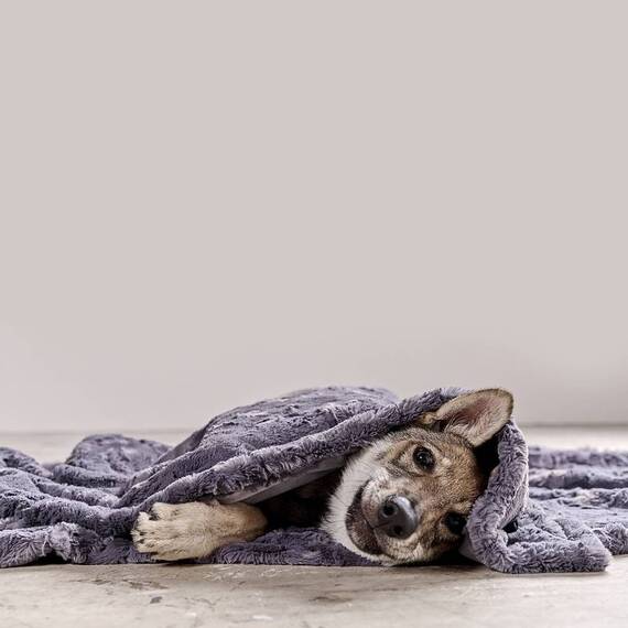 Kuschelige Hundedecke beige • COZY SAND von LABONI