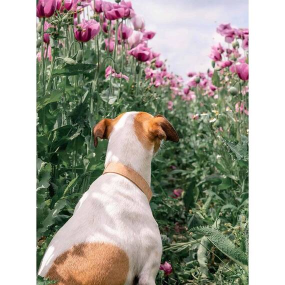 Korkleder-Halsband, verstellbar • Bento Shine Bright