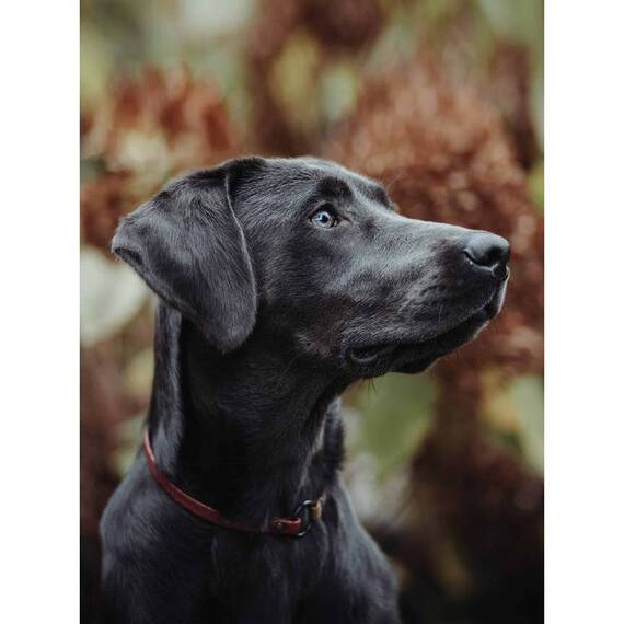 Hunde Markenhalsband aus Korkleder Pépé • 8 Farben • schwarz