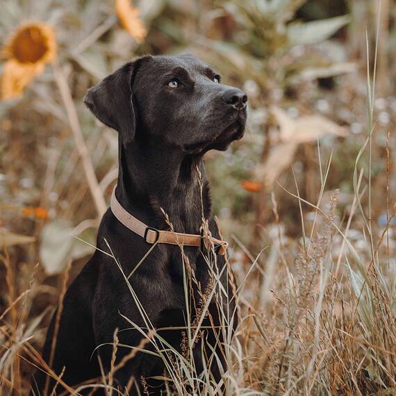 Zugstopp-Halsband Korkleder • Eugènio natur