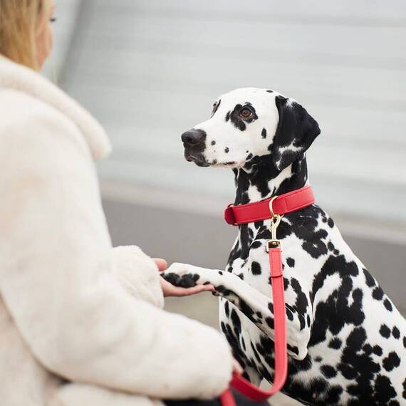 Hundeleine aus Leder CHILI • Cityleine oder Kombileine • William Walker