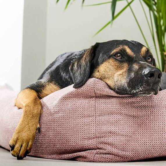 Orthopädisches Hundebett TUDOR von Laboni • rosé