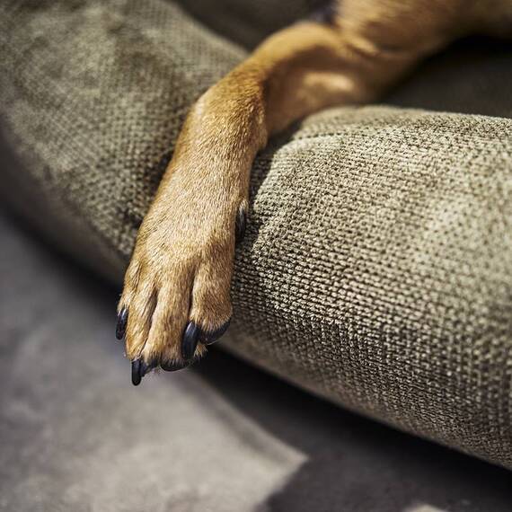 Orthopädisches Hundebett TUDOR von Laboni • oliv