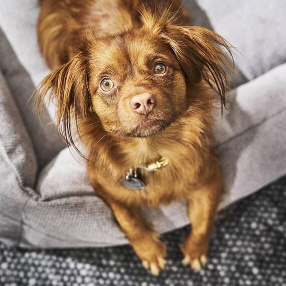 Orthopädisches Hundebett TUDOR von Laboni • hellgrau