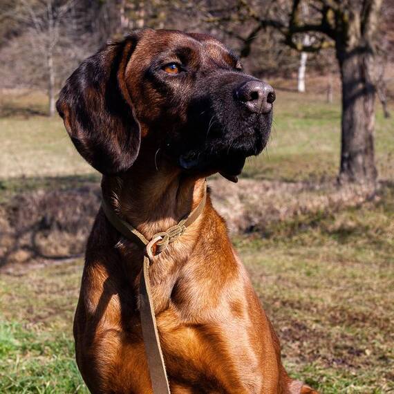 Lautlose Pirschleine | Flüsterleine mit Zugstopp, Leder