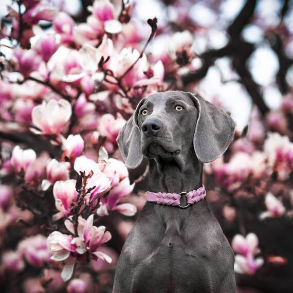 Halsband PALMA aus Fettleder, konfigurierbar