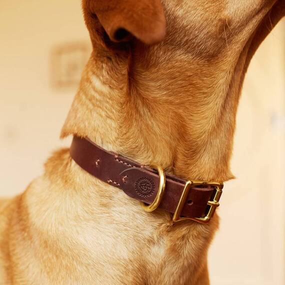 Premium Lederhalsband dunkelbraun "Chestnut"