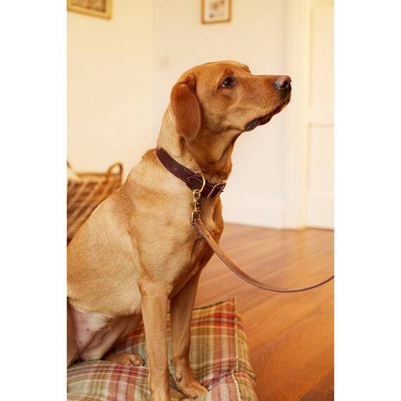 Premium Lederhalsband dunkelbraun "Chestnut"