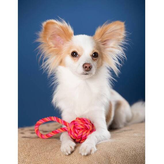 Mini Schleuderball aus Baumwollseil für kleine Hunde und Welpen