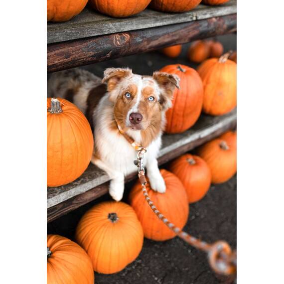 Verstellbare Leine SUNNY SIDE aus Leder und Tau, Solo oder im Set