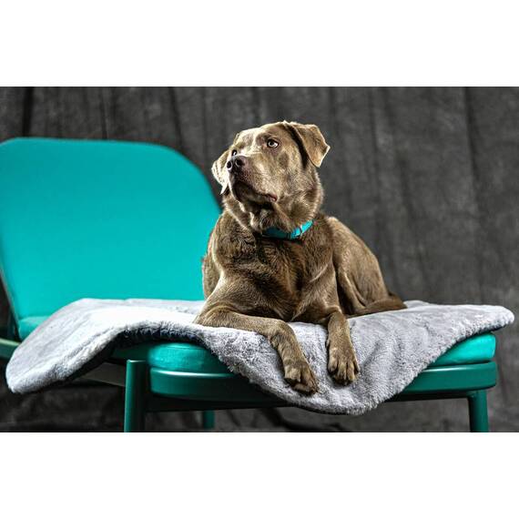 Kuschelige Reisedecke für den Hund mit Gurt FANNY • grau