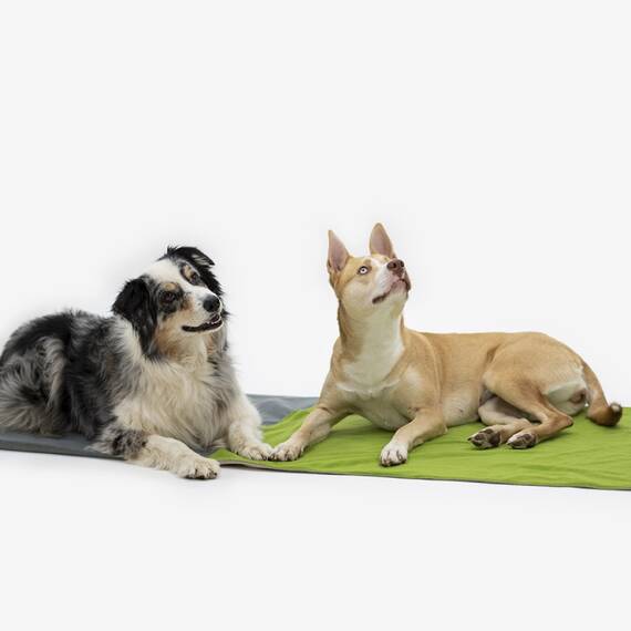 Easy Travel Pad in Grau • Softshell Reisedecke für Hunde