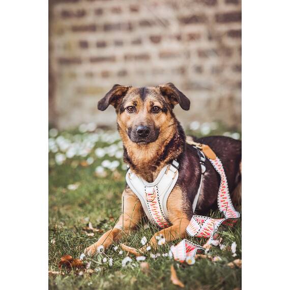 Verstellbare Hundeleine 200cm • pink