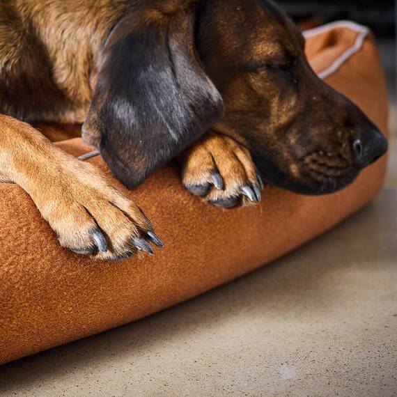 Orthopädisches Hundebett camel • LABONI® Buffalo