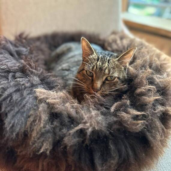 Schaffell Hundebett Donut • braun • 3 Größen