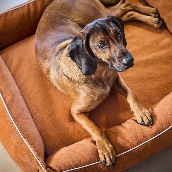 Orthopädisches Hundebett camel • LABONI® Buffalo