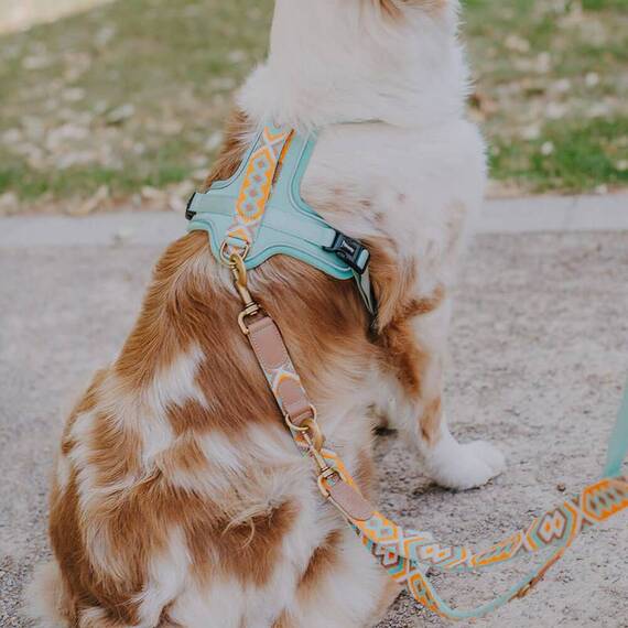 Premium-Hundegeschirr gepolstert mit Haltegriff • mint | orange