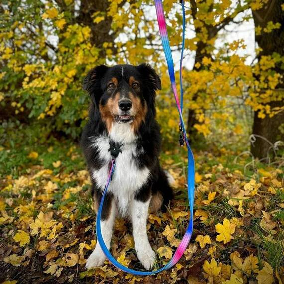 Sicherheits-Hundeleine • 250 cm • Pink Blue Sky